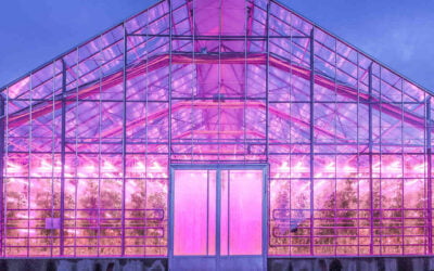 Lighting synergies: Newlite & Philips Horticulture